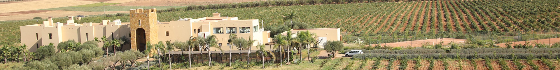 Tandem Process Partner - Vue vignoble au Maroc